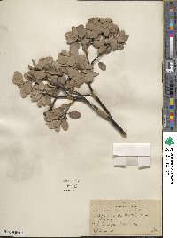 Arctostaphylos canescens image