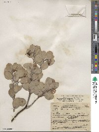 Arctostaphylos canescens image