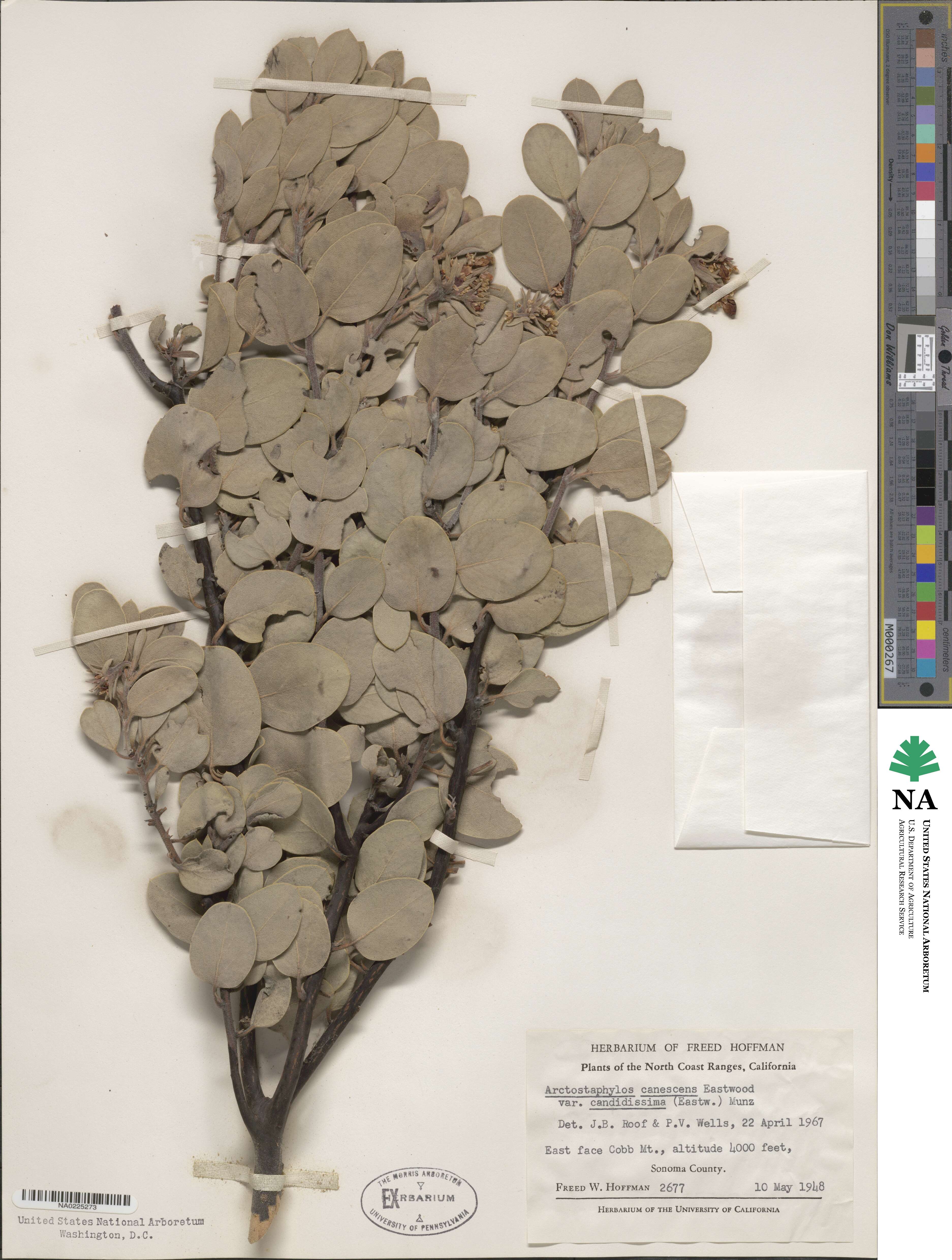 Arctostaphylos canescens subsp. canescens image