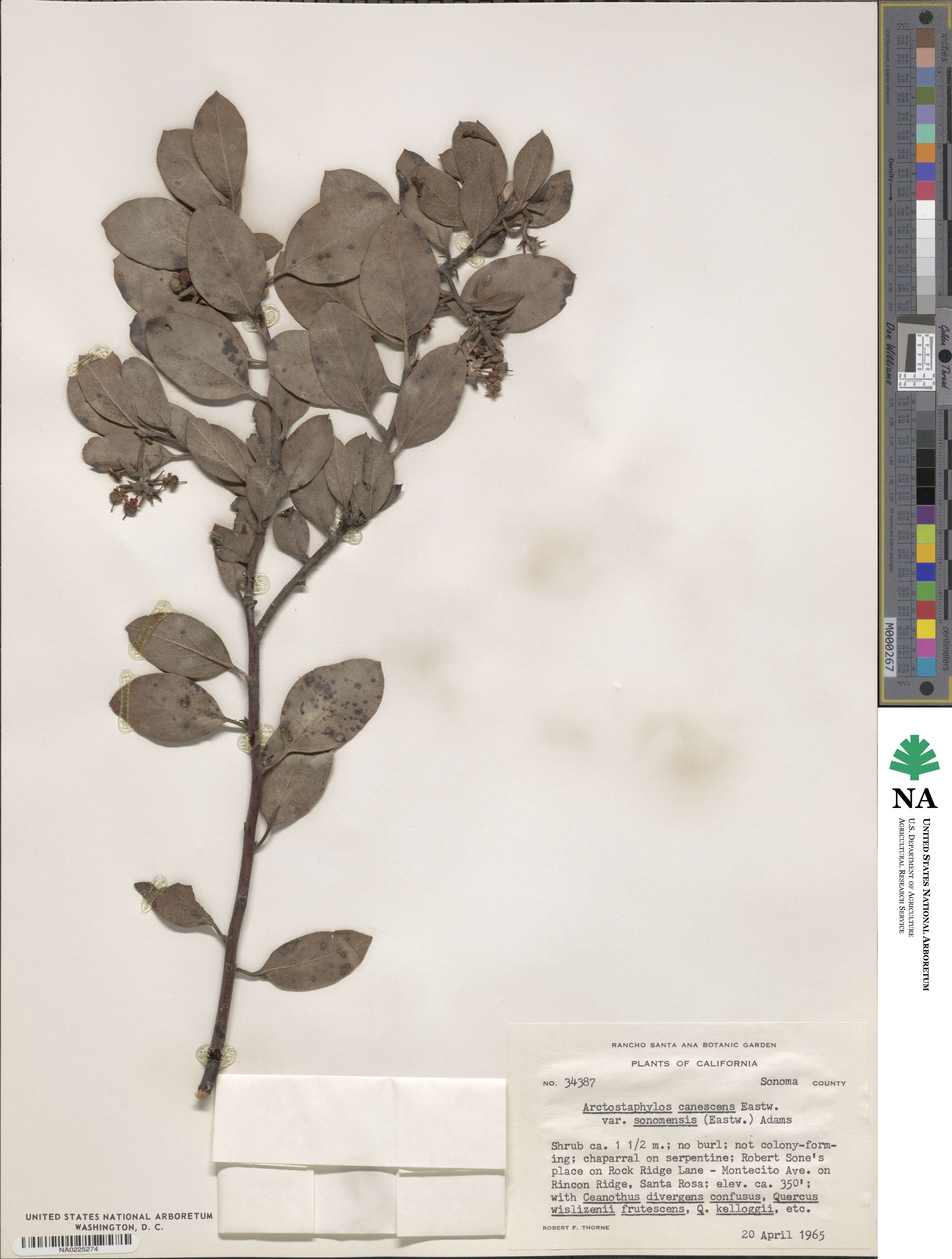 Arctostaphylos canescens subsp. sonomensis image