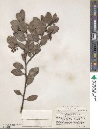 Arctostaphylos canescens subsp. sonomensis image