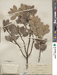 Arctostaphylos columbiana image