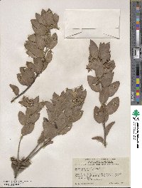 Arctostaphylos columbiana image