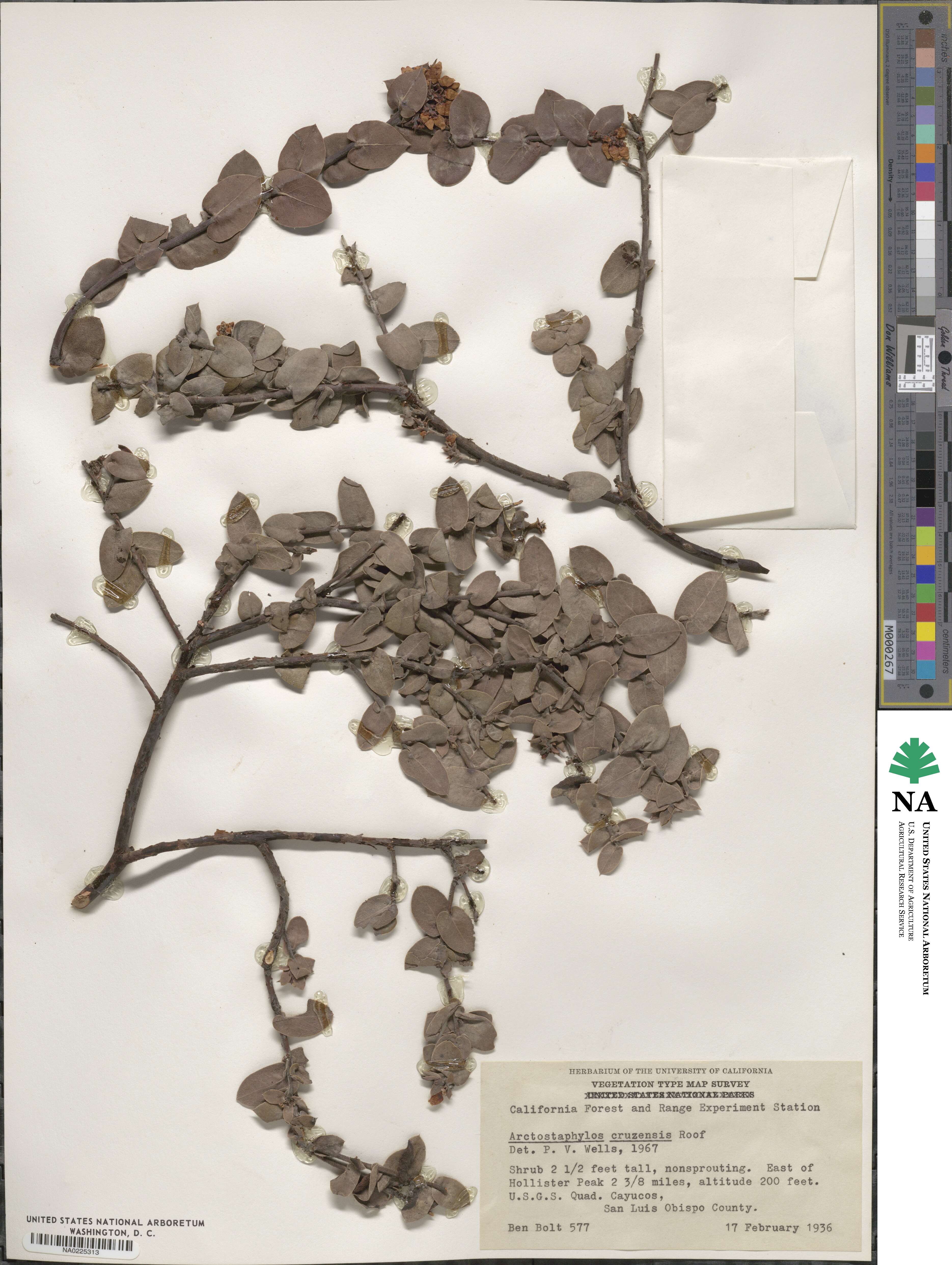 Arctostaphylos cruzensis image