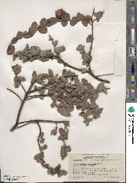 Arctostaphylos cruzensis image