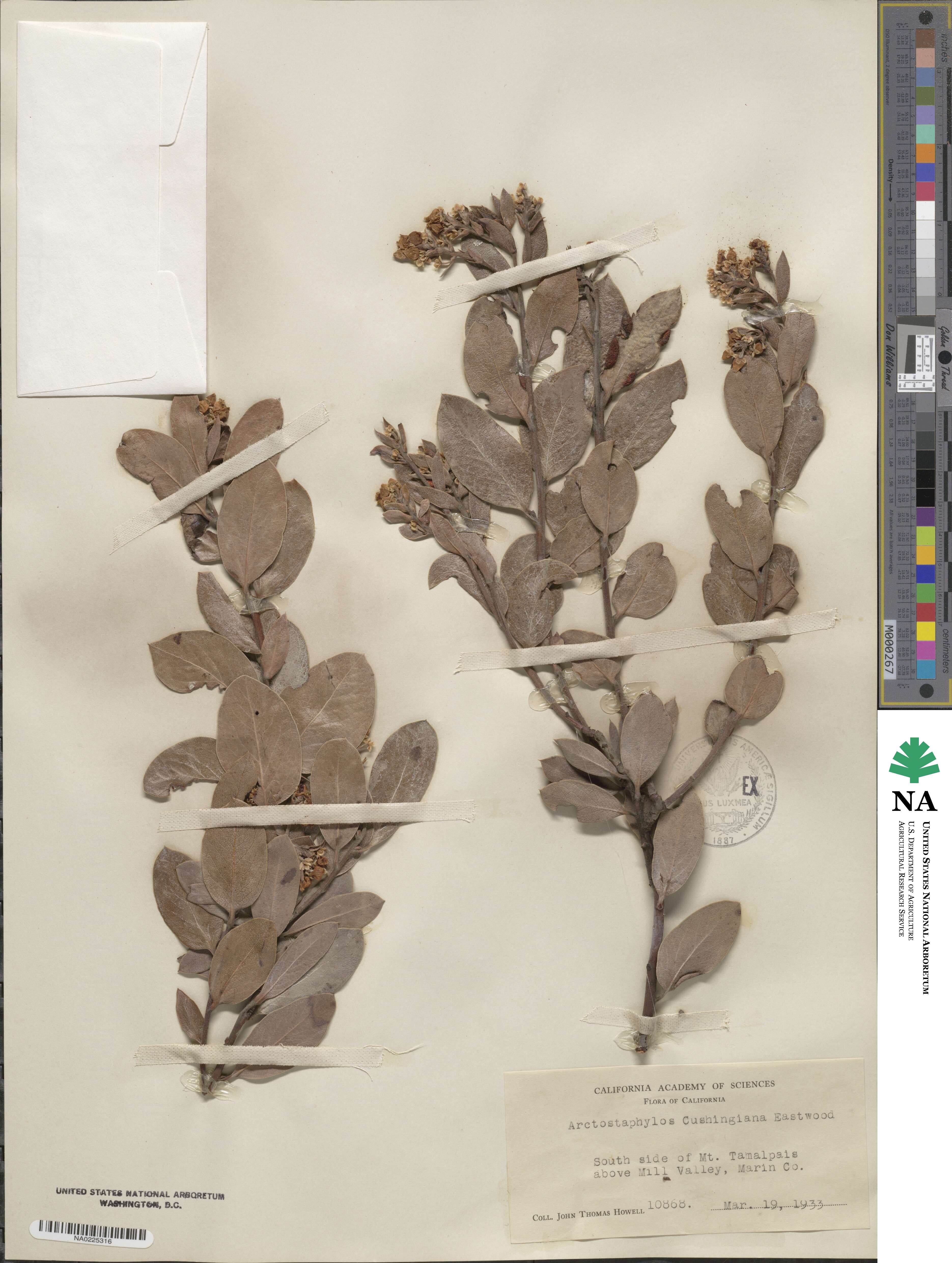 Arctostaphylos glandulosa subsp. cushingiana image