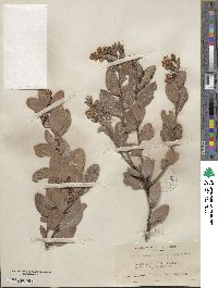 Arctostaphylos glandulosa subsp. cushingiana image