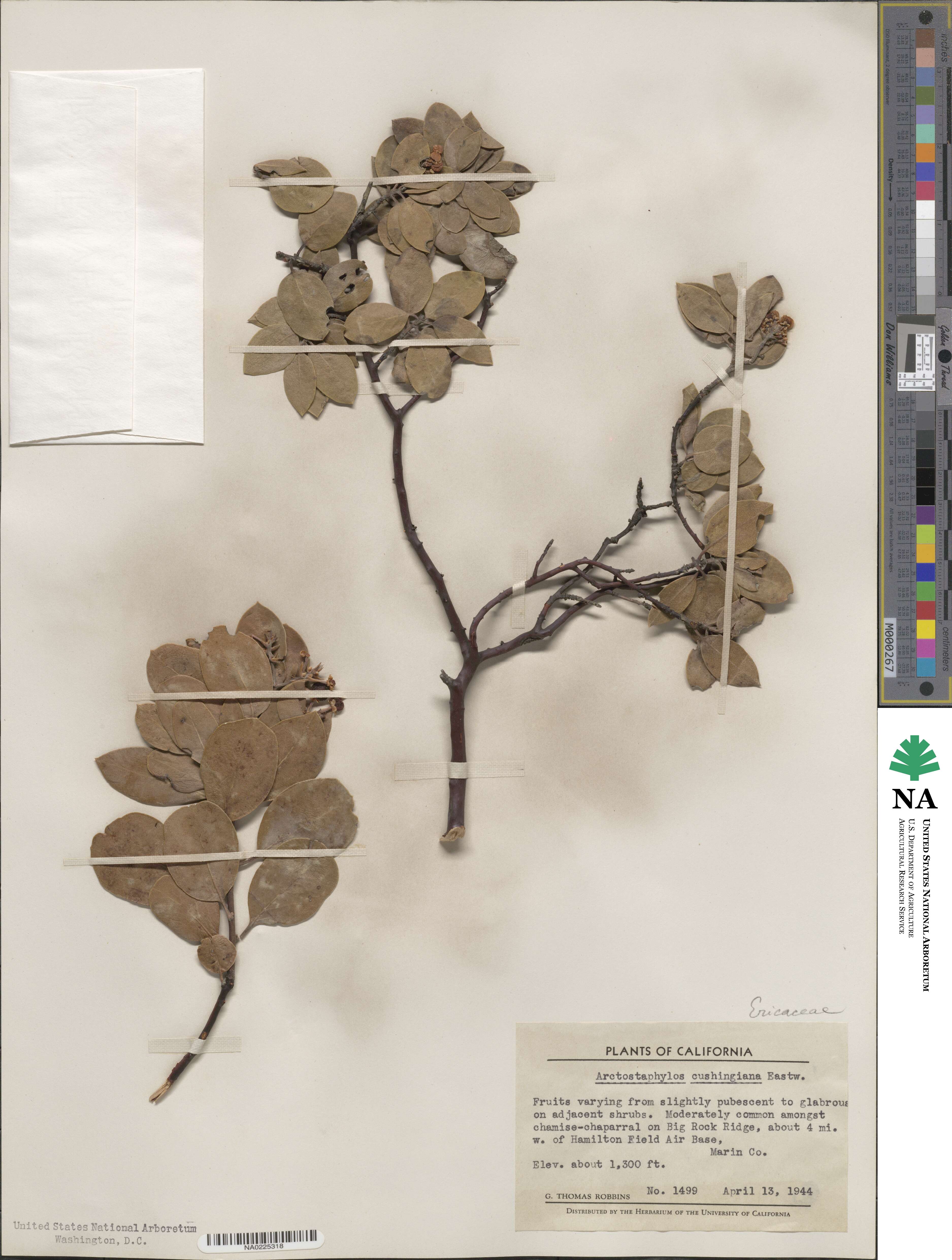 Arctostaphylos glandulosa subsp. cushingiana image