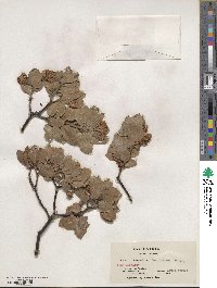 Arctostaphylos glandulosa image