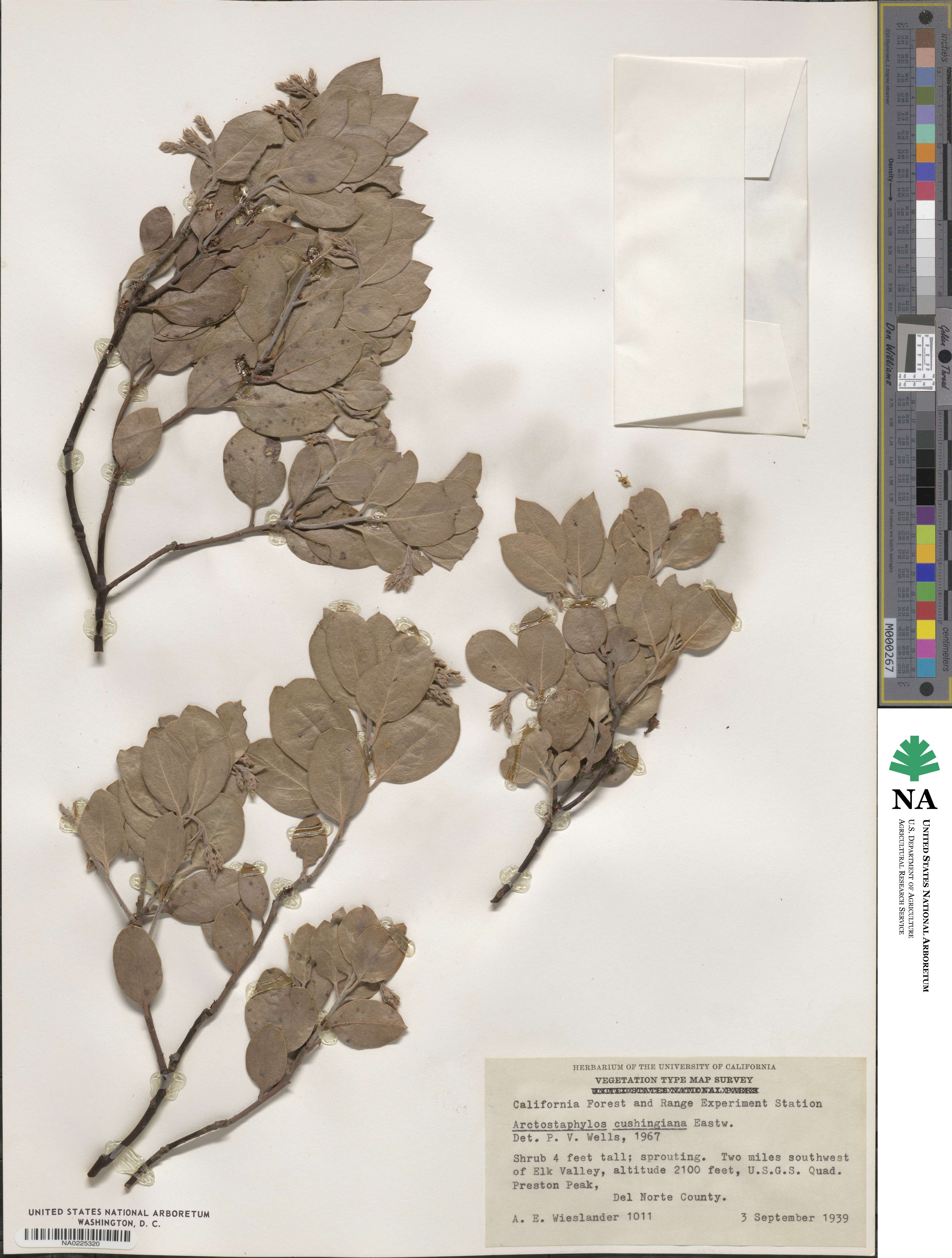 Arctostaphylos glandulosa subsp. cushingiana image