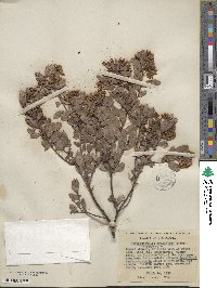 Arctostaphylos densiflora image