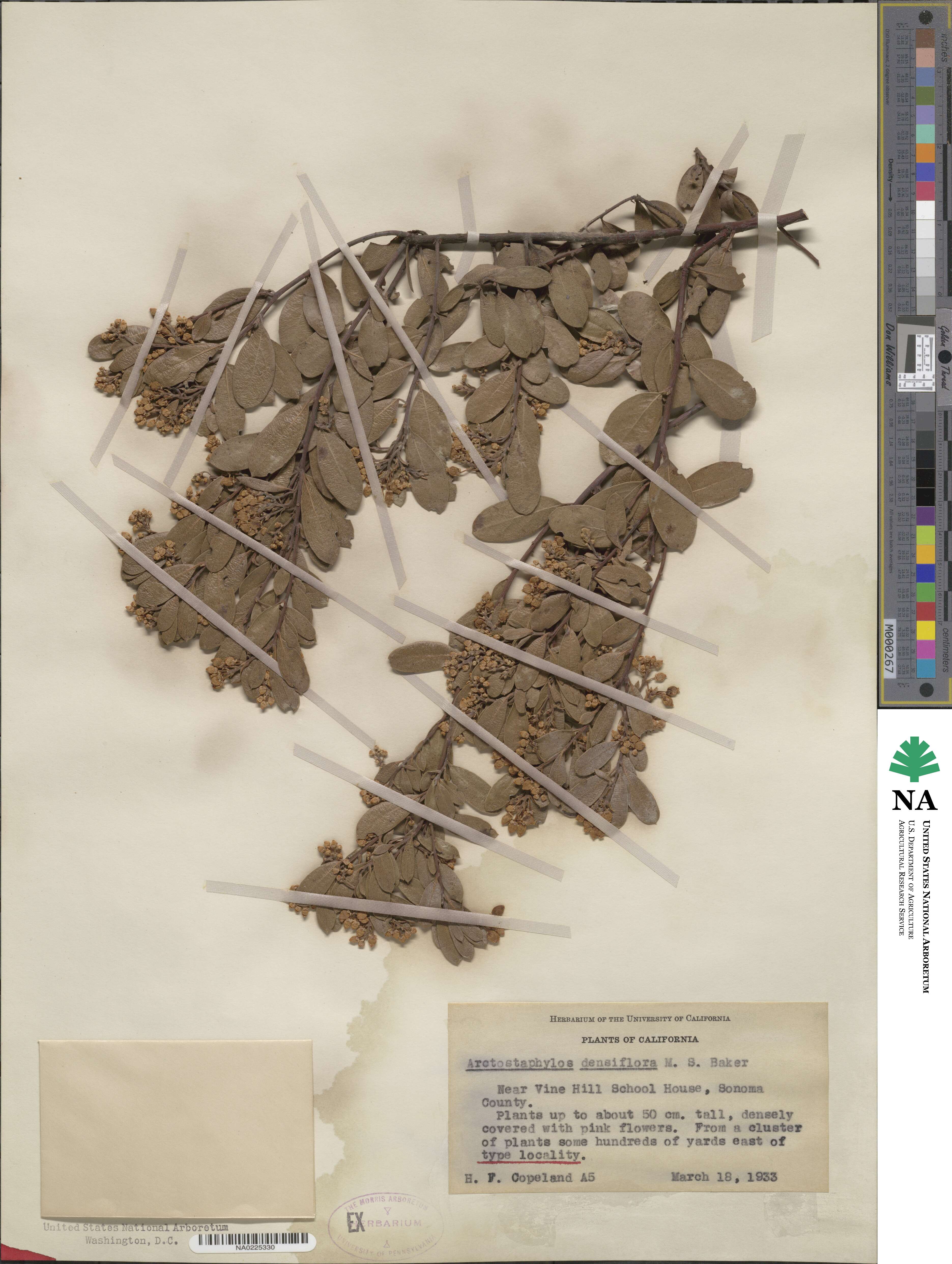 Arctostaphylos densiflora image