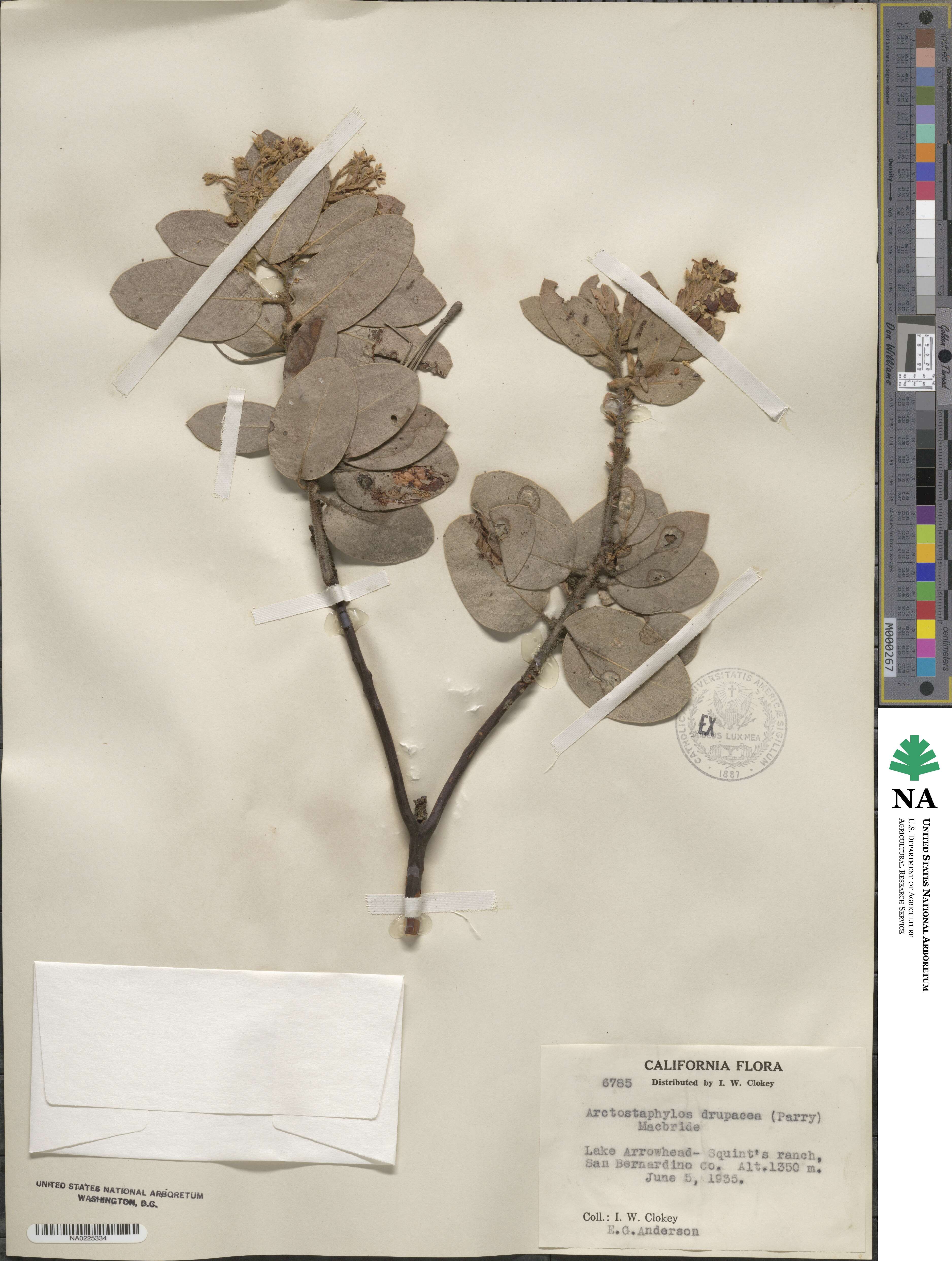 Arctostaphylos pringlei subsp. drupacea image