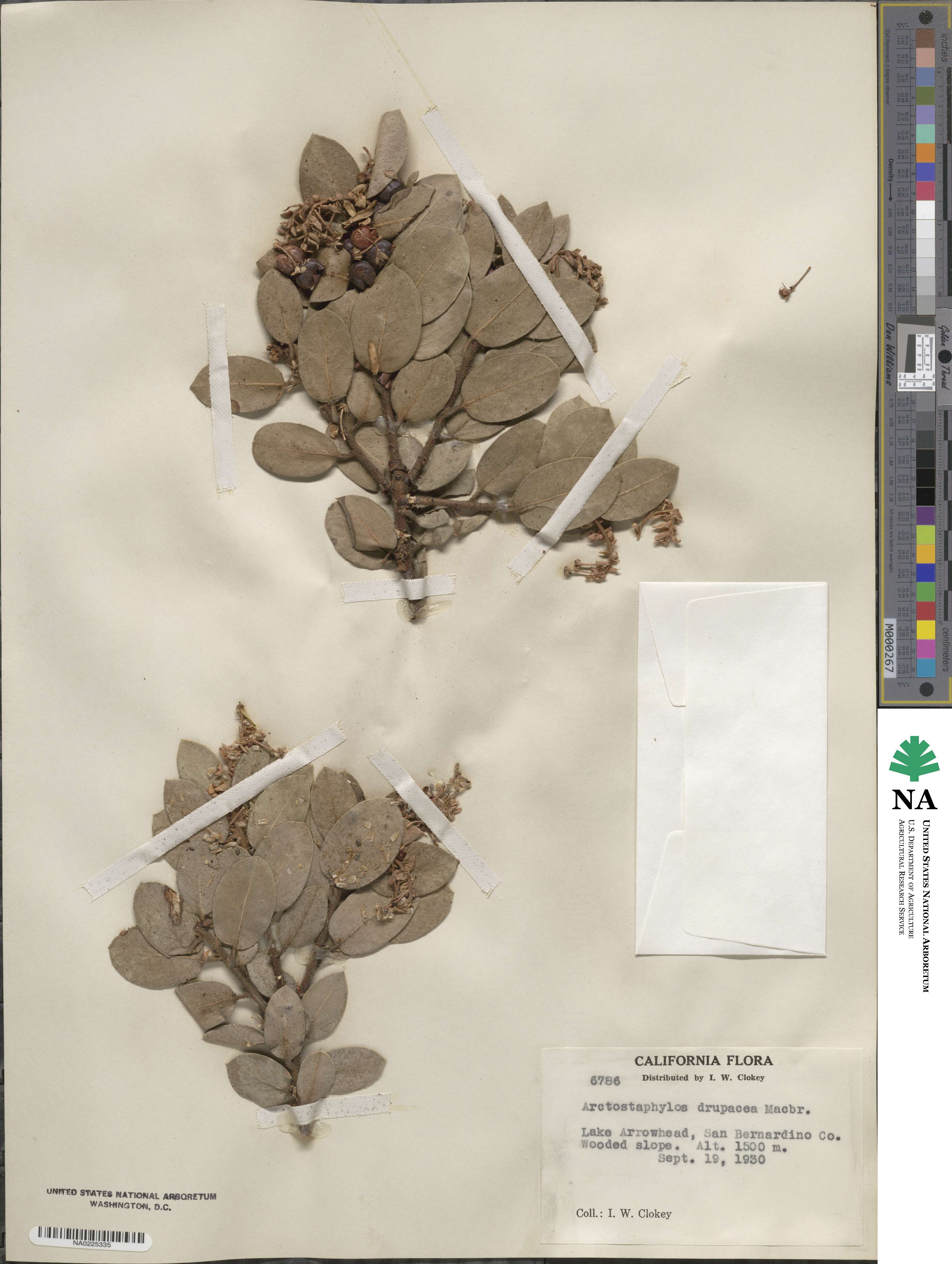 Arctostaphylos pringlei image