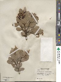 Arctostaphylos pringlei subsp. drupacea image