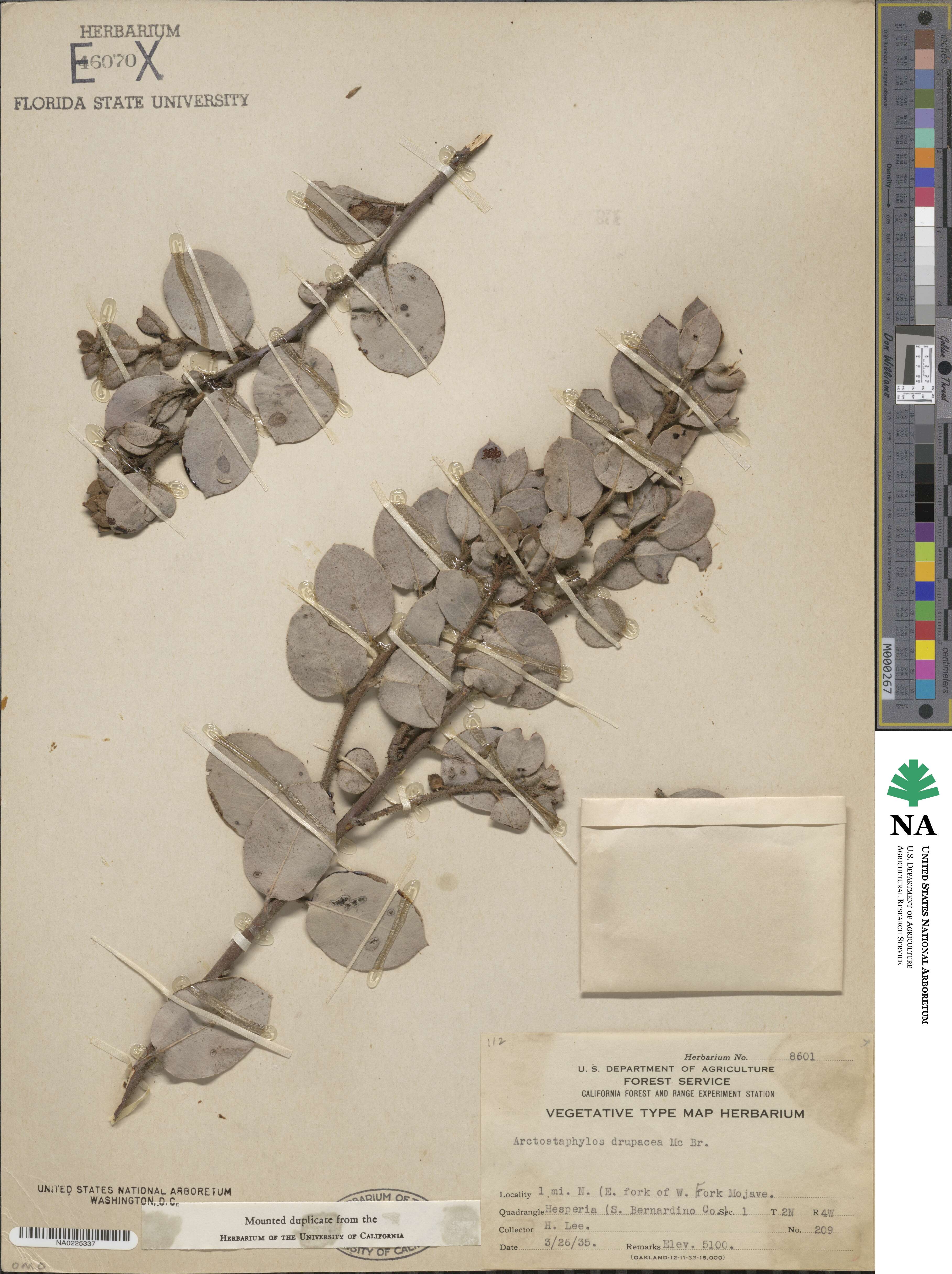 Arctostaphylos pringlei subsp. drupacea image