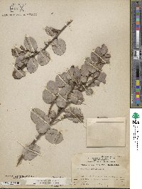 Arctostaphylos pringlei image