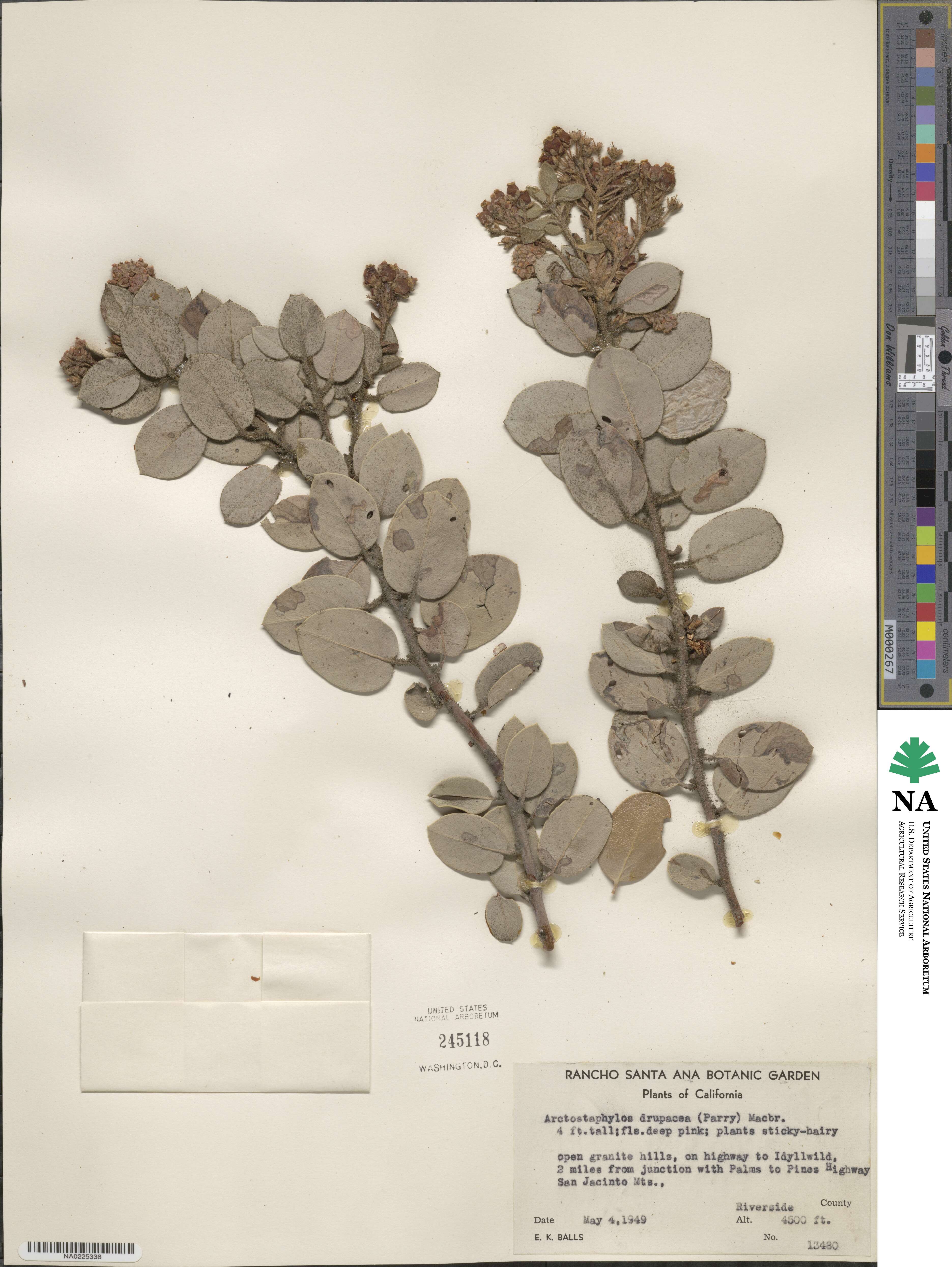 Arctostaphylos pringlei subsp. drupacea image