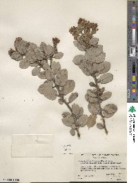 Arctostaphylos pringlei subsp. drupacea image