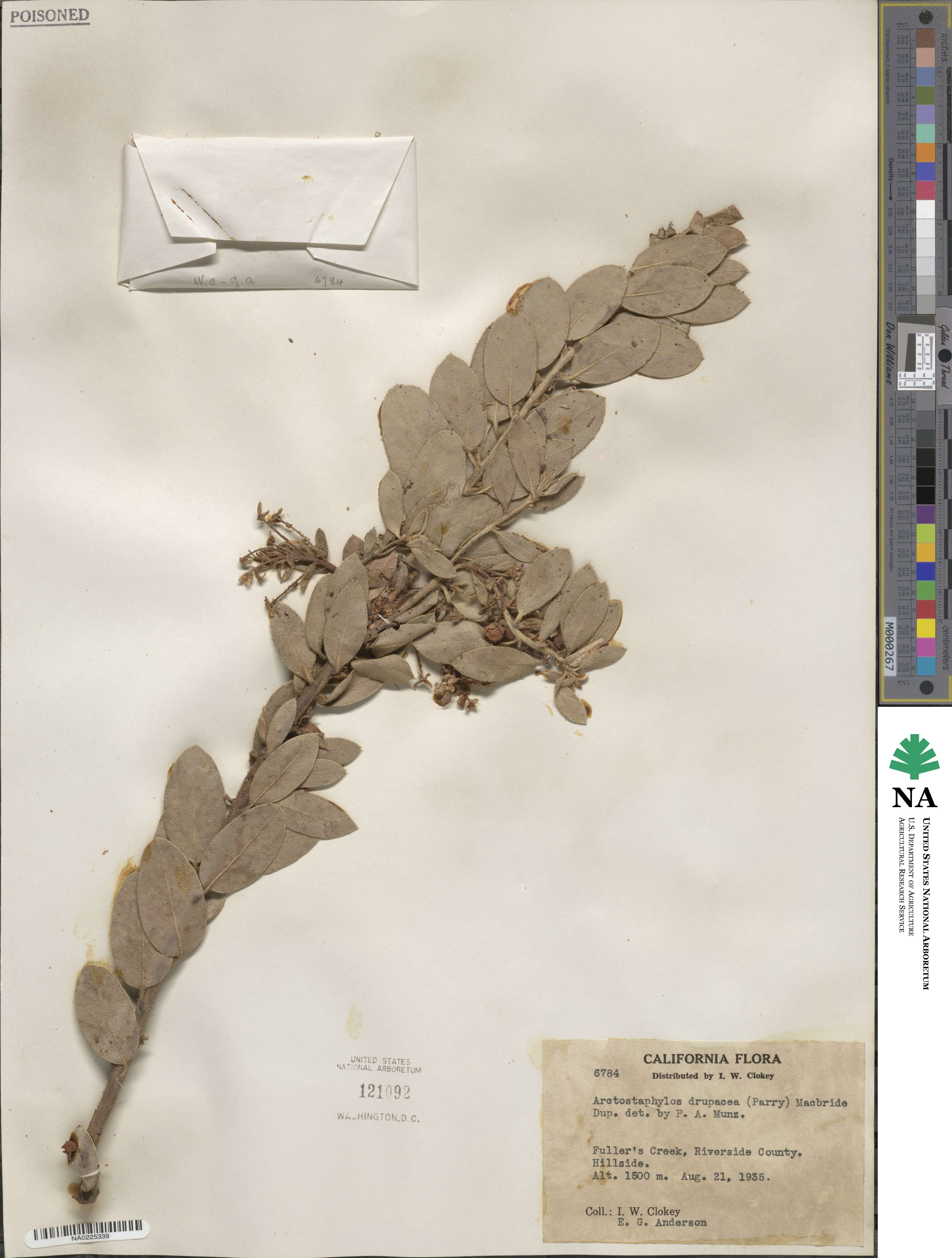 Arctostaphylos pringlei subsp. drupacea image