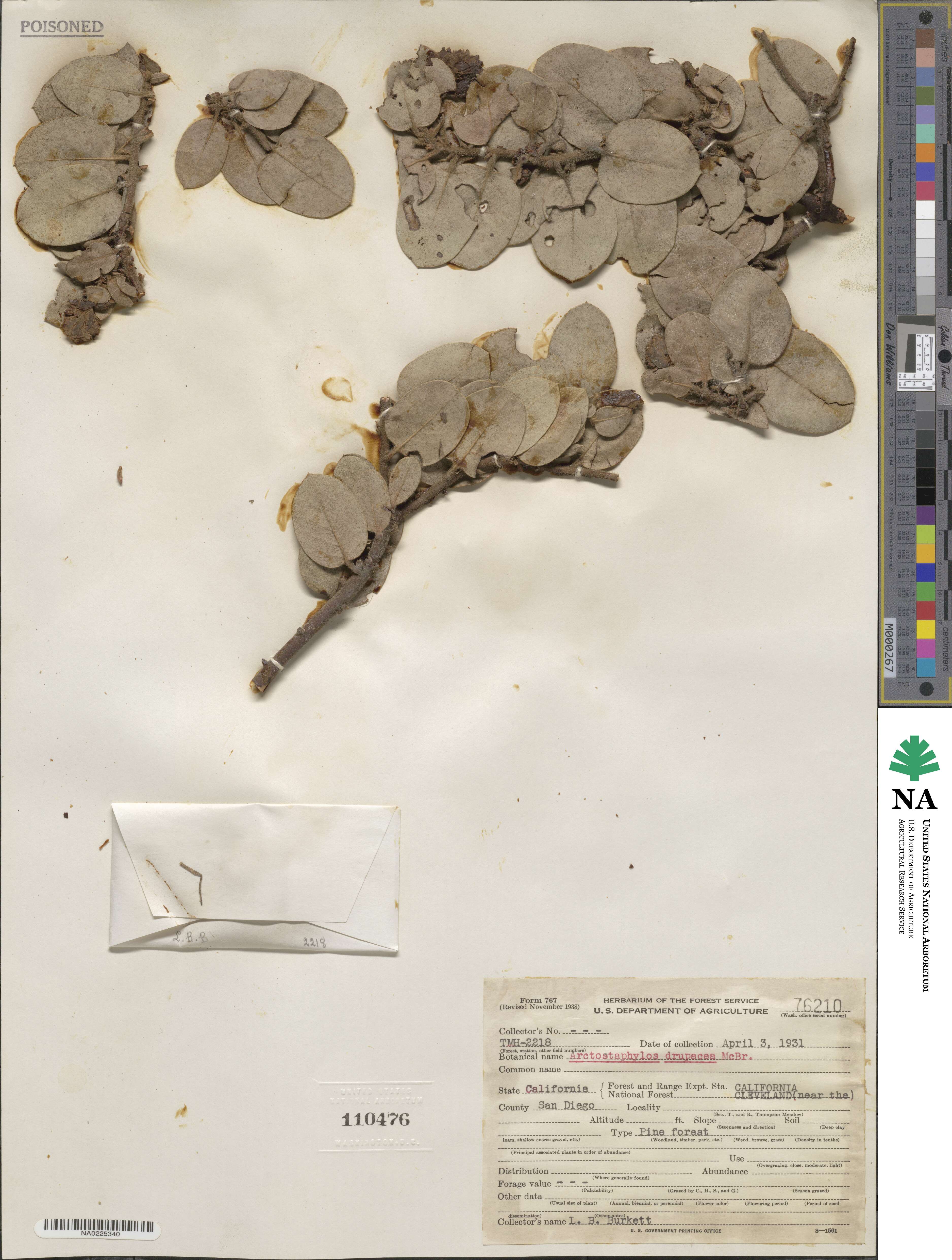 Arctostaphylos pringlei subsp. drupacea image