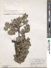 Arctostaphylos edmundsii image