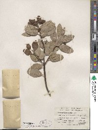 Arctostaphylos manzanita image