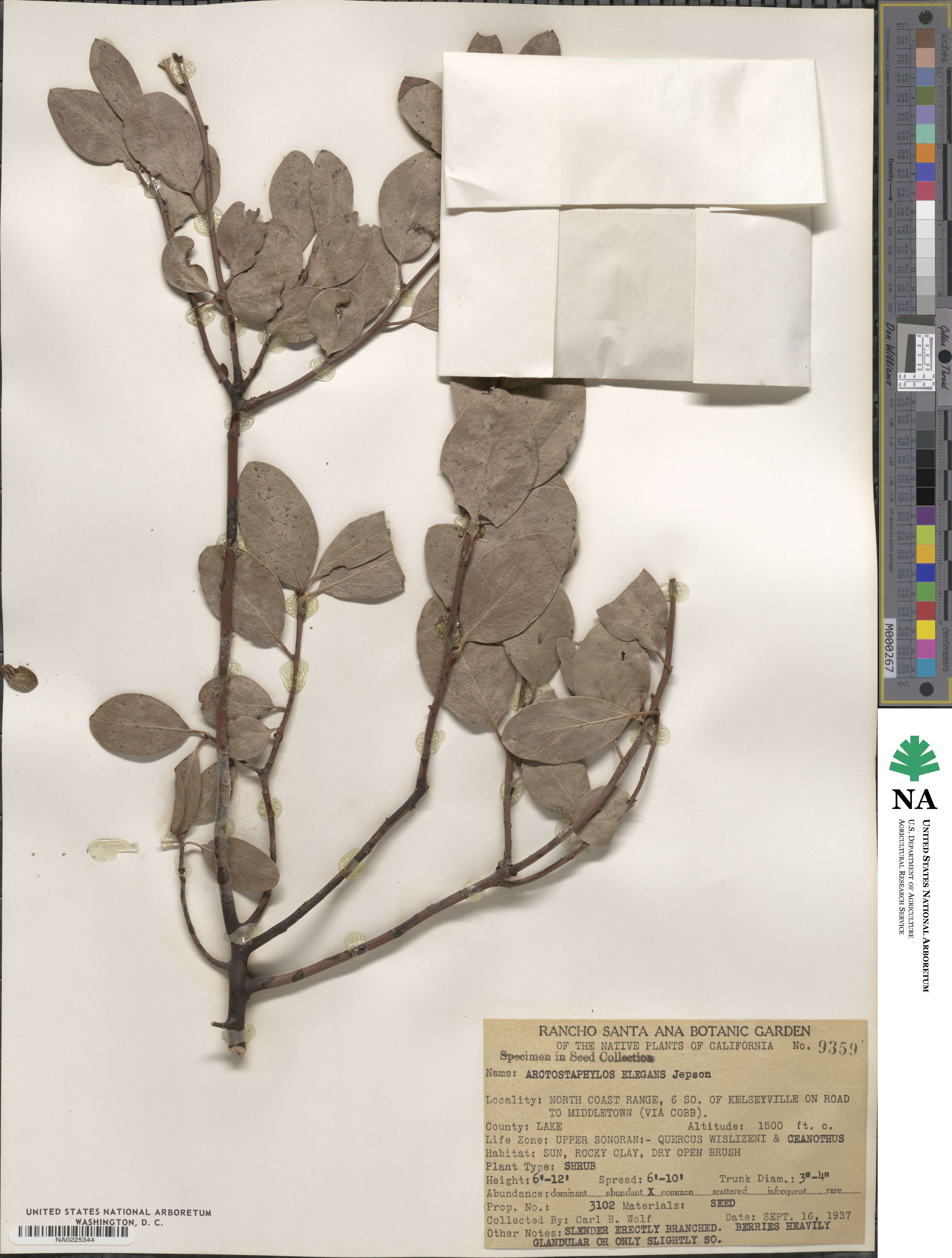 Arctostaphylos manzanita subsp. elegans image