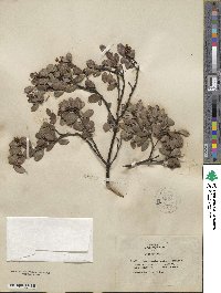 Arctostaphylos hookeri subsp. franciscana image