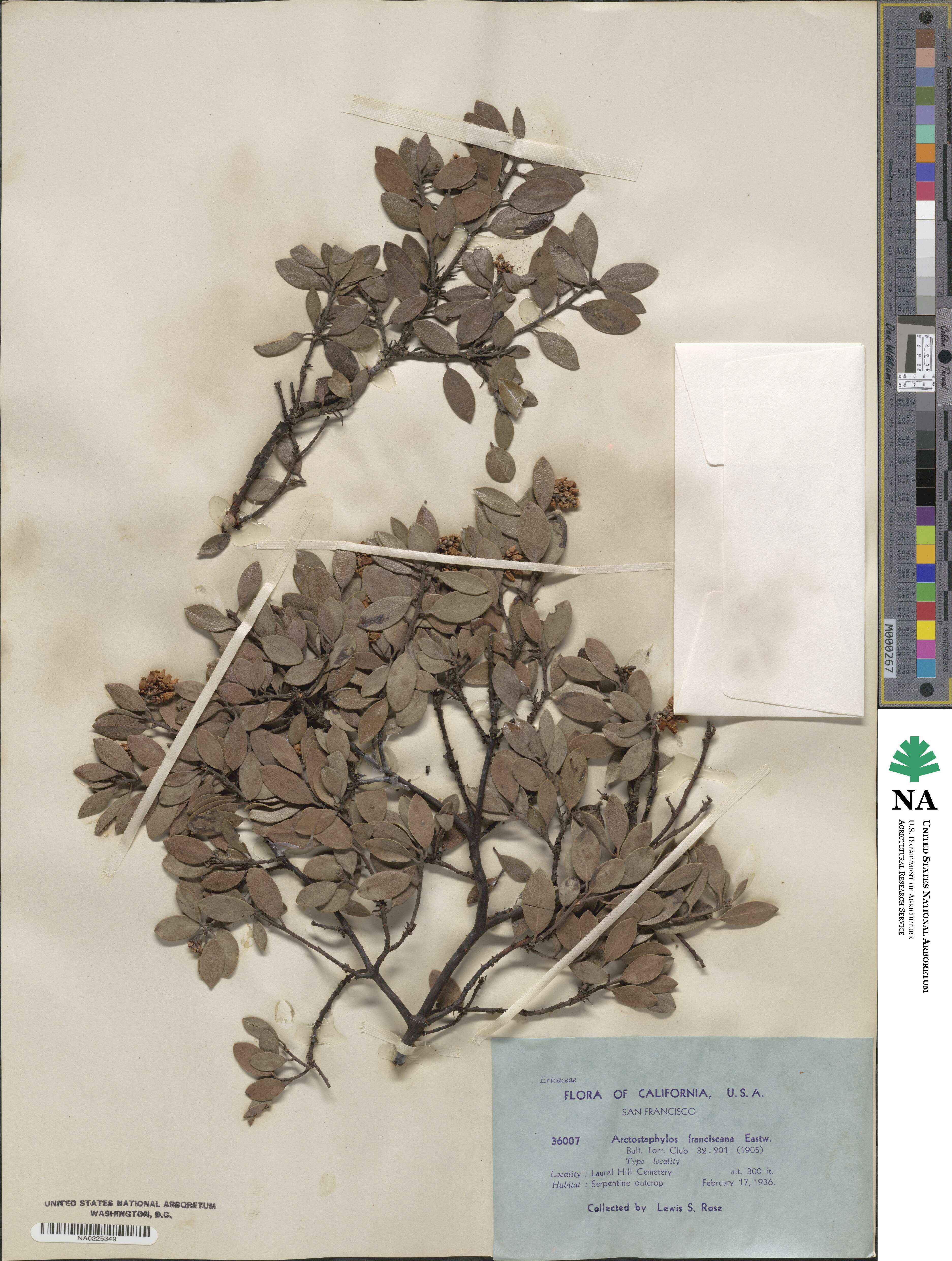 Arctostaphylos hookeri subsp. franciscana image