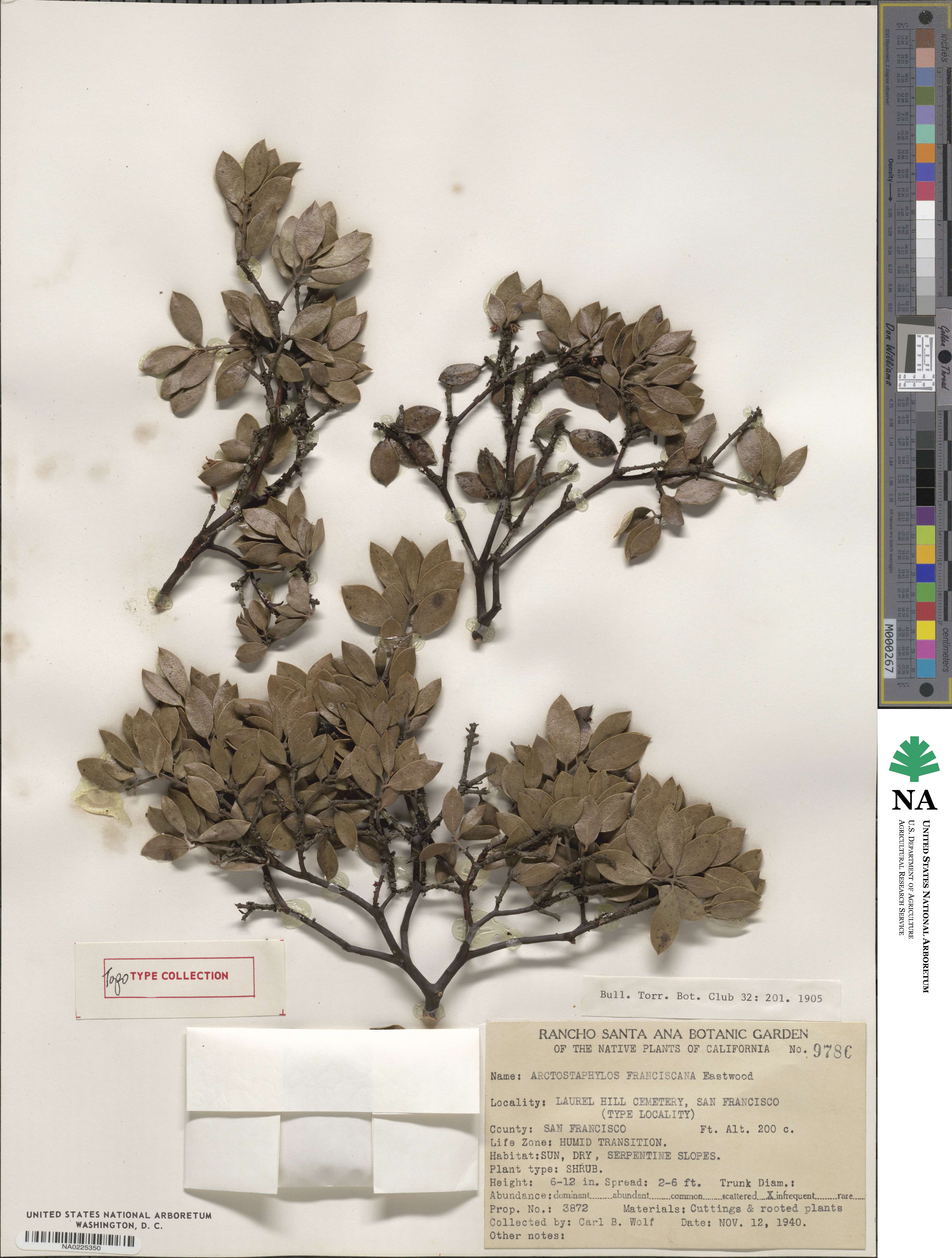 Arctostaphylos hookeri subsp. franciscana image