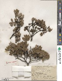 Arctostaphylos hookeri image