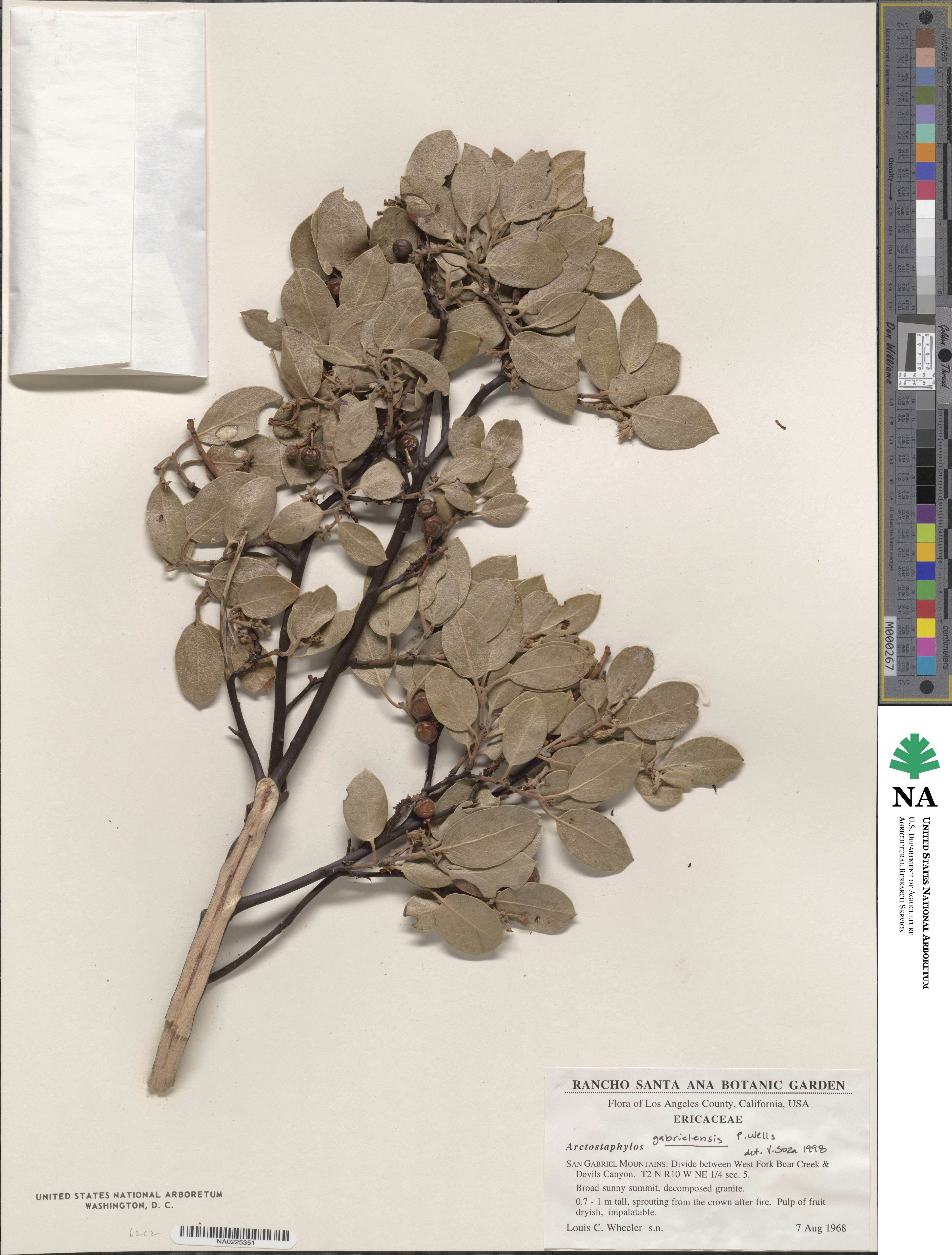 Arctostaphylos glandulosa subsp. gabrielensis image