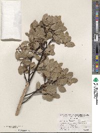 Arctostaphylos glandulosa image