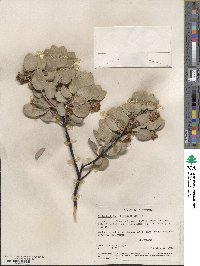 Arctostaphylos glandulosa image