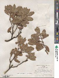 Arctostaphylos glandulosa image