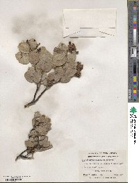 Arctostaphylos glandulosa image