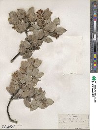 Arctostaphylos glandulosa image