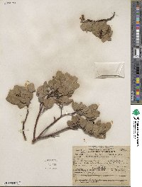 Arctostaphylos glandulosa image