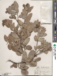 Arctostaphylos glandulosa image