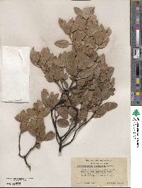 Arctostaphylos glandulosa image