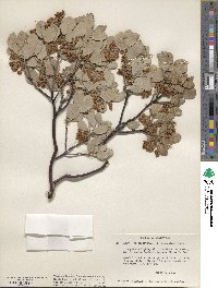 Arctostaphylos glandulosa image