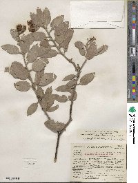 Arctostaphylos glandulosa image