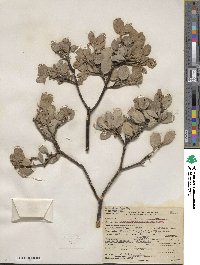 Arctostaphylos glandulosa image