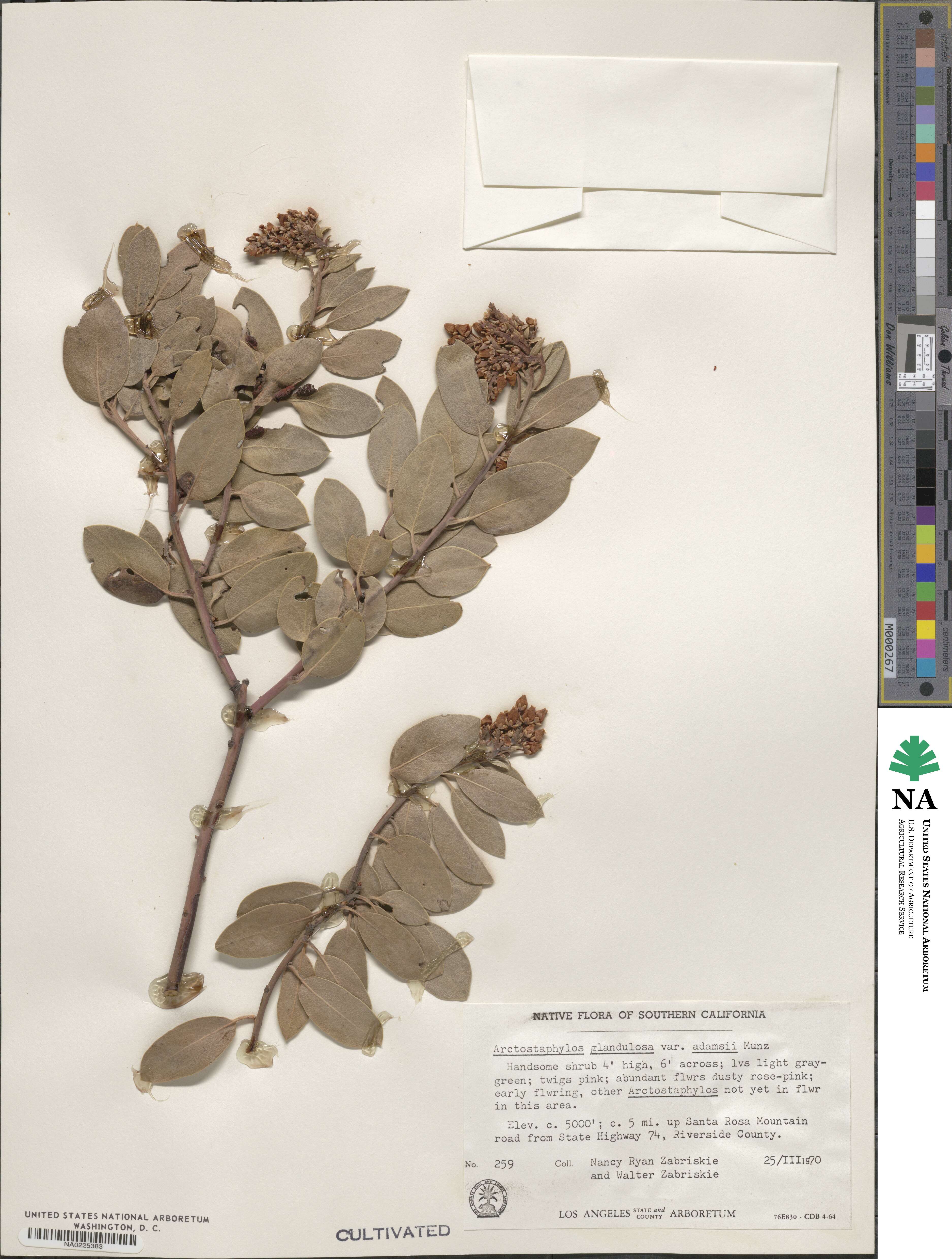 Arctostaphylos glandulosa subsp. adamsii image