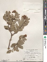 Arctostaphylos glandulosa image