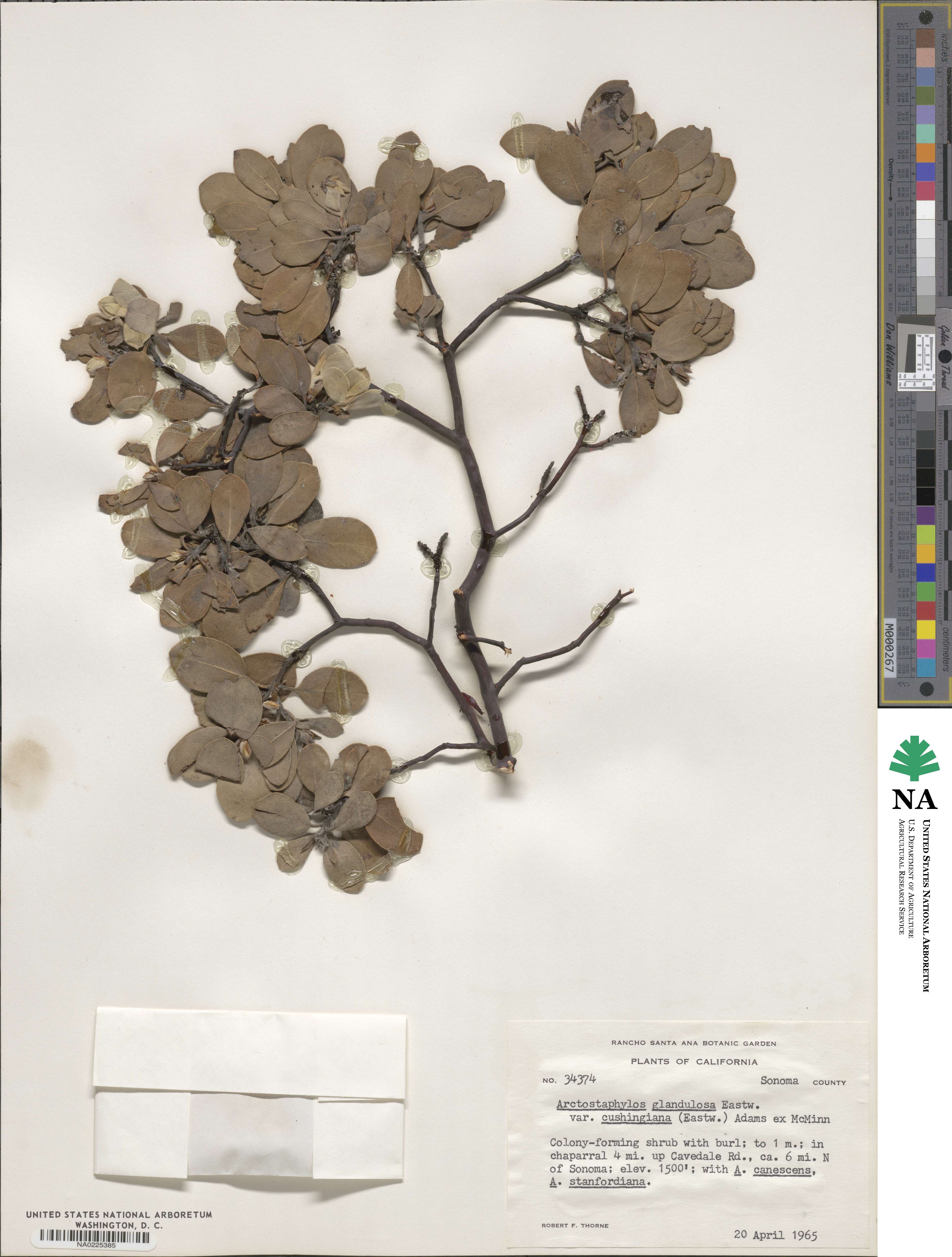 Arctostaphylos glandulosa subsp. cushingiana image