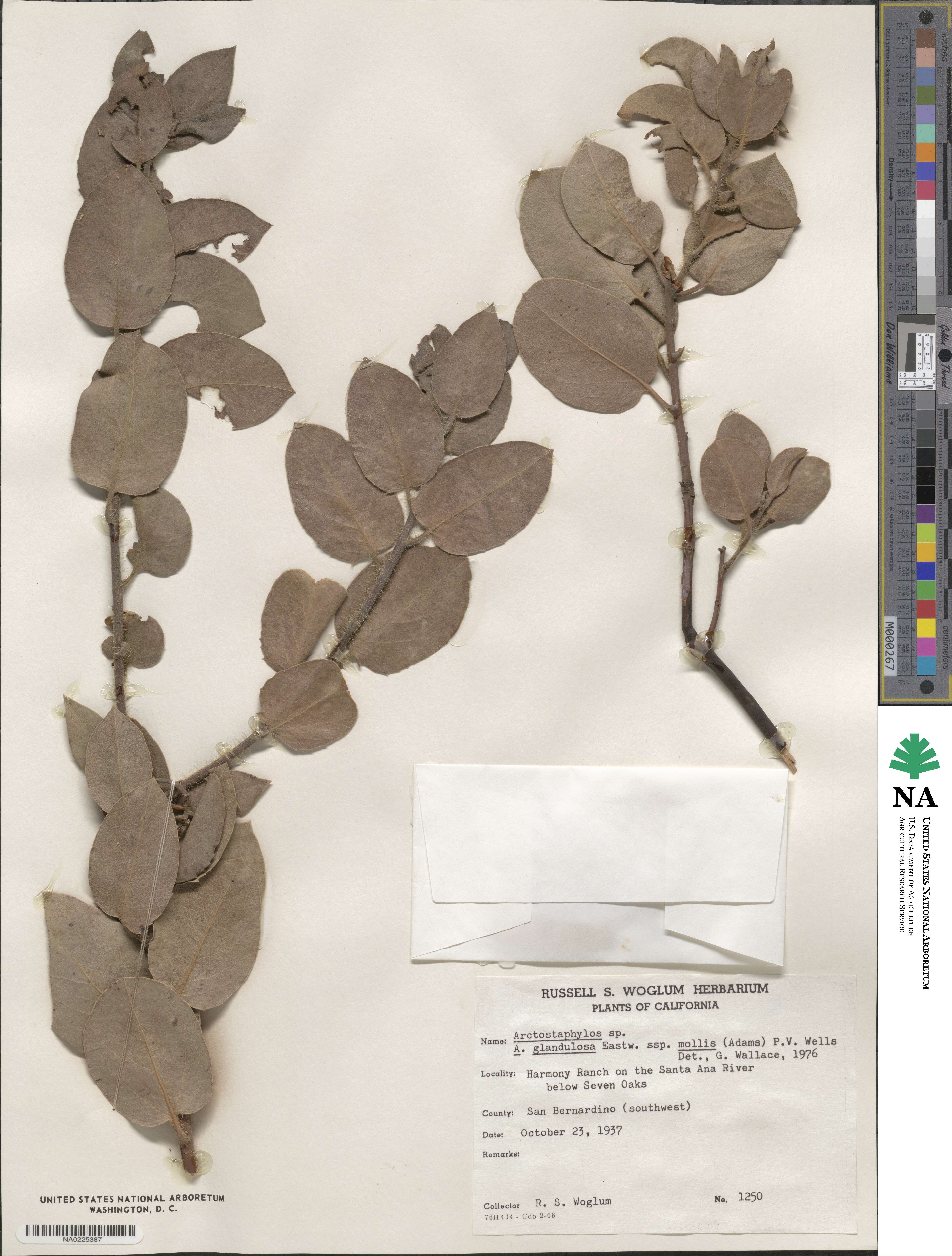 Arctostaphylos glandulosa subsp. mollis image