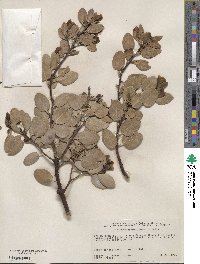 Arctostaphylos glauca image