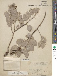 Arctostaphylos glauca image